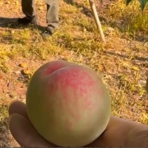 阳山水蜜桃泡沫箱礼盒包装，对接商超批发市场6月初有货
