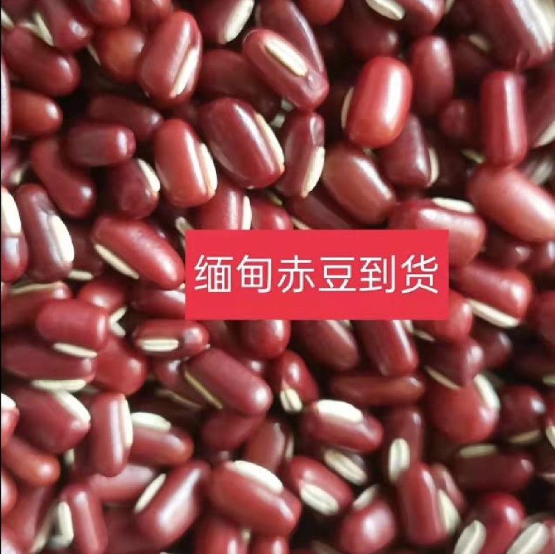 赤小豆，规格齐全，物美价廉，烘焙食品加工现货，欢迎咨询