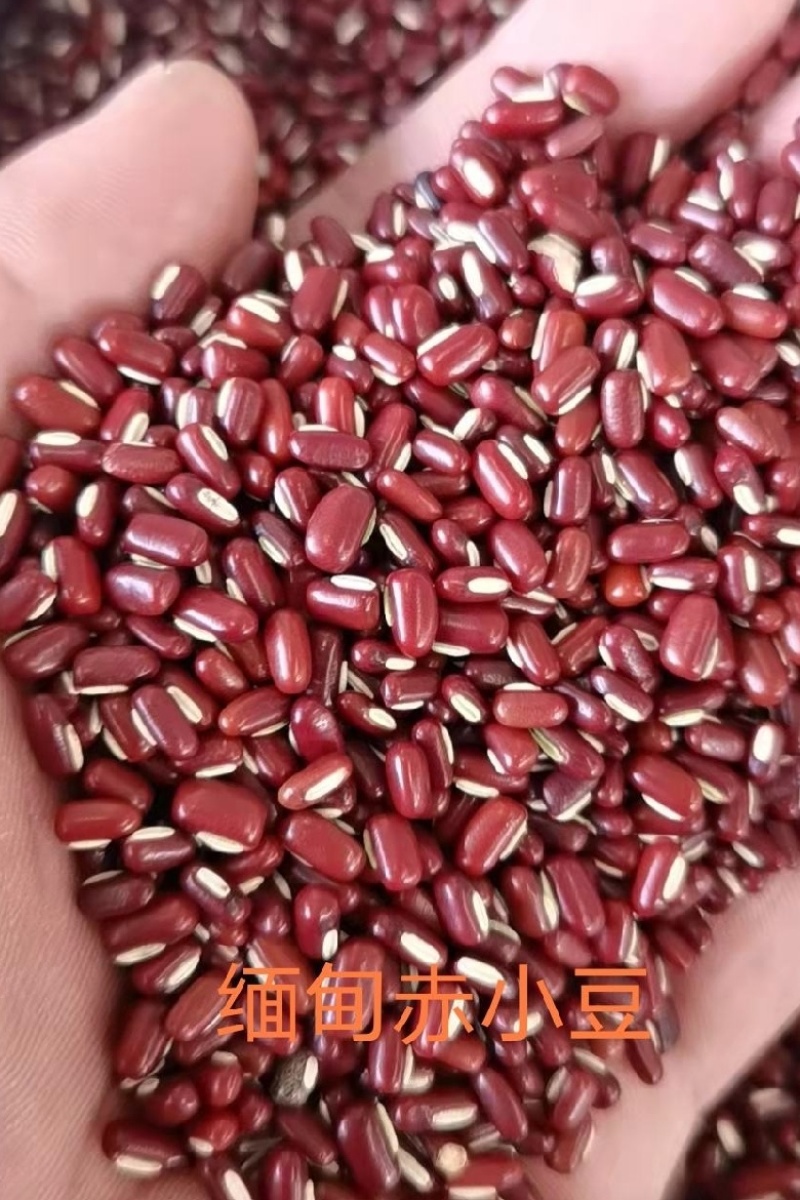 赤小豆，规格齐全，物美价廉，烘焙食品加工现货，欢迎咨询