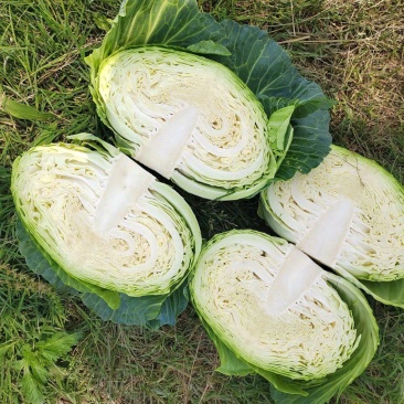 奥奇娜莲白