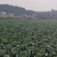 奥奇娜莲白