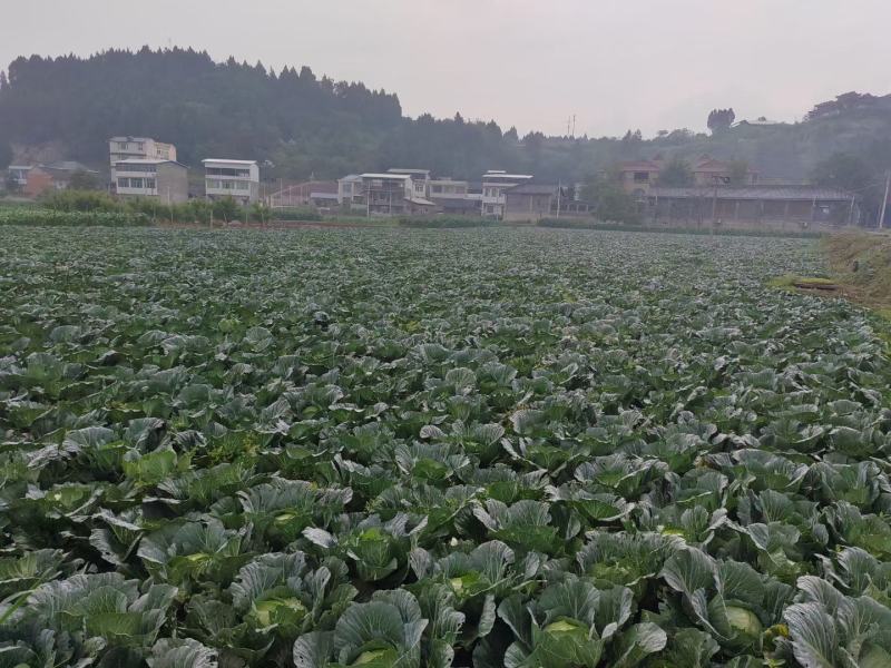 奥奇娜莲白