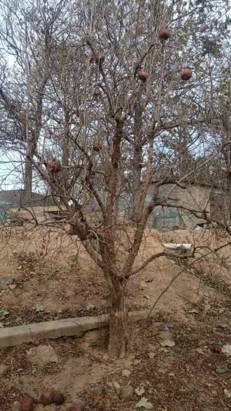软籽石榴树，丛生石榴树工程苗