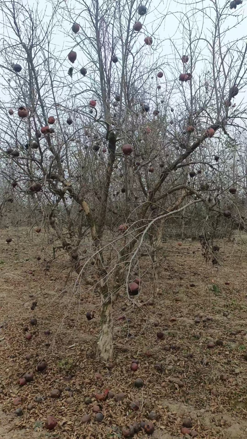 软籽石榴树，丛生石榴树工程苗