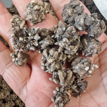猫爪草大货批发产地批发猫爪草