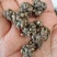 猫爪草大货批发产地批发猫爪草