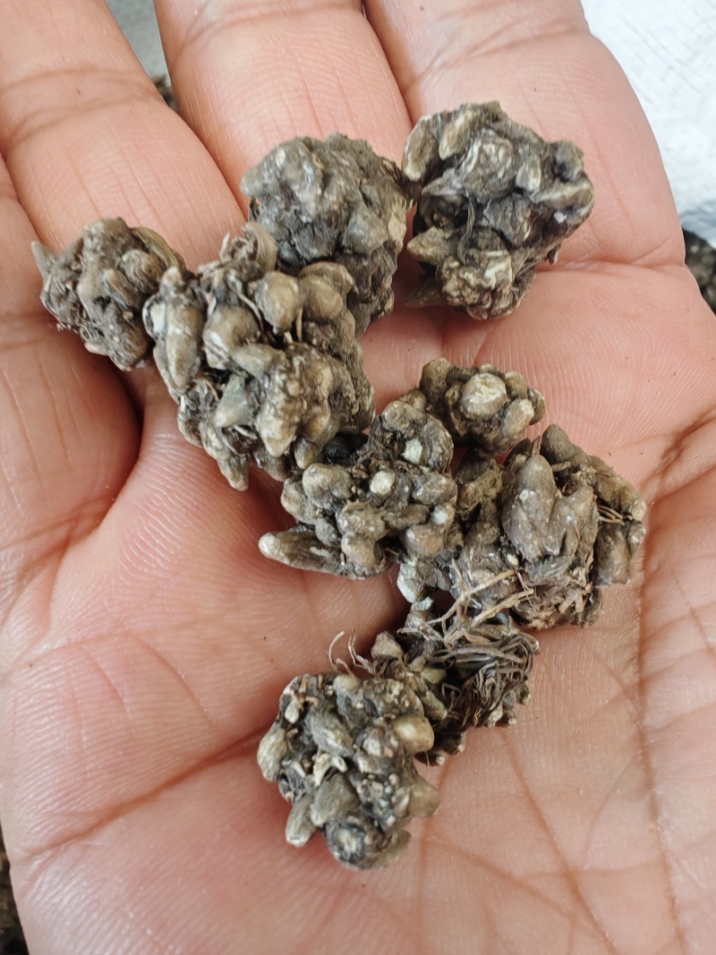 猫爪草大货批发产地批发猫爪草