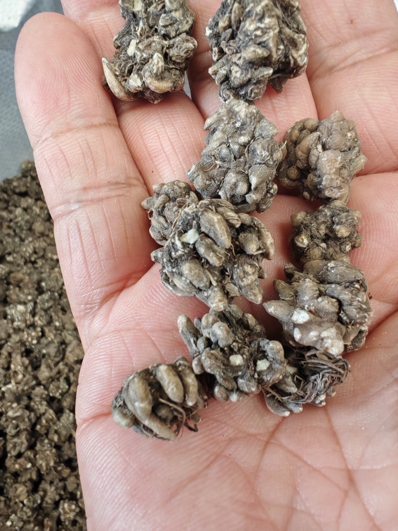 猫爪草大货批发产地批发猫爪草