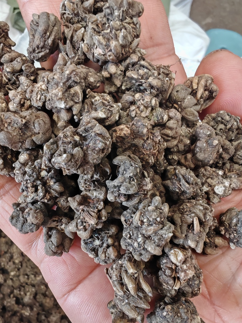 猫爪草大货批发产地批发猫爪草