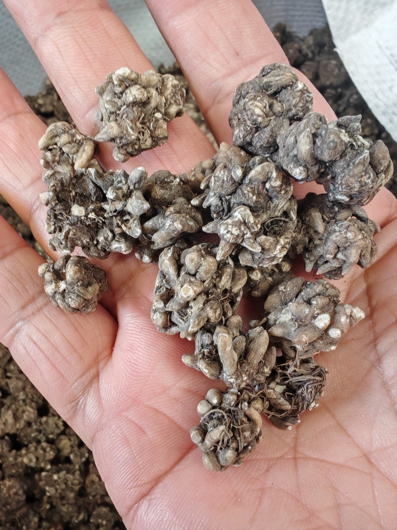 猫爪草大货批发产地批发猫爪草