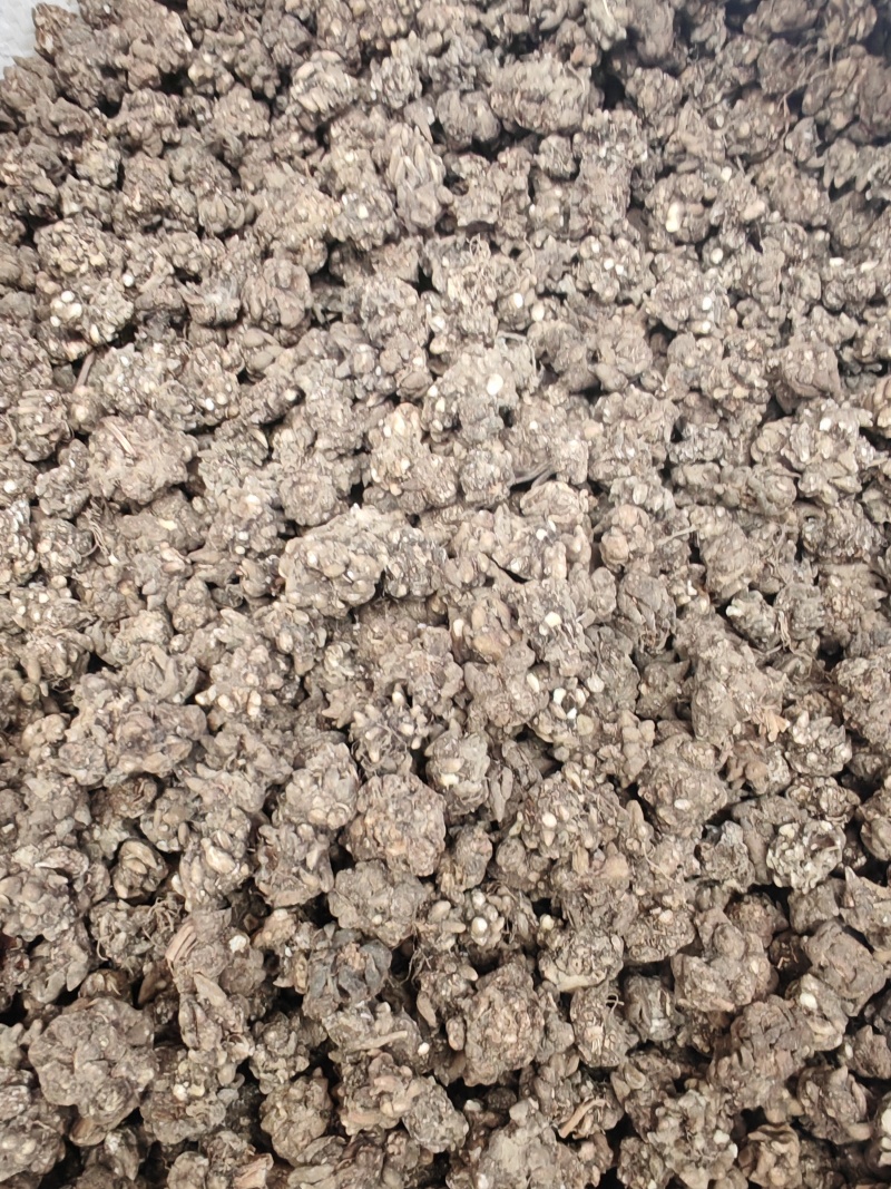 猫爪草大货批发产地批发猫爪草