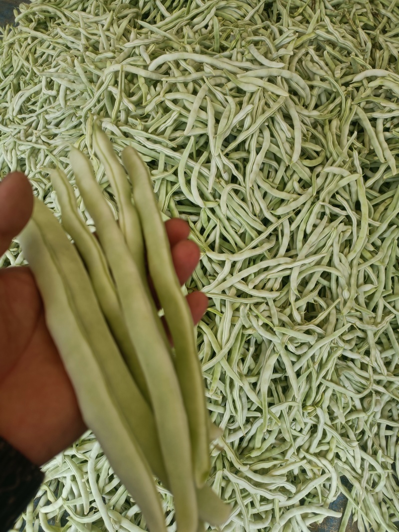 山东优质白不老新鲜发货，鲜嫩饱满，产地直发，货源充足