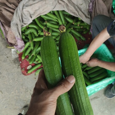 油皮丝瓜皮色碧绿油亮基地直供保证质量