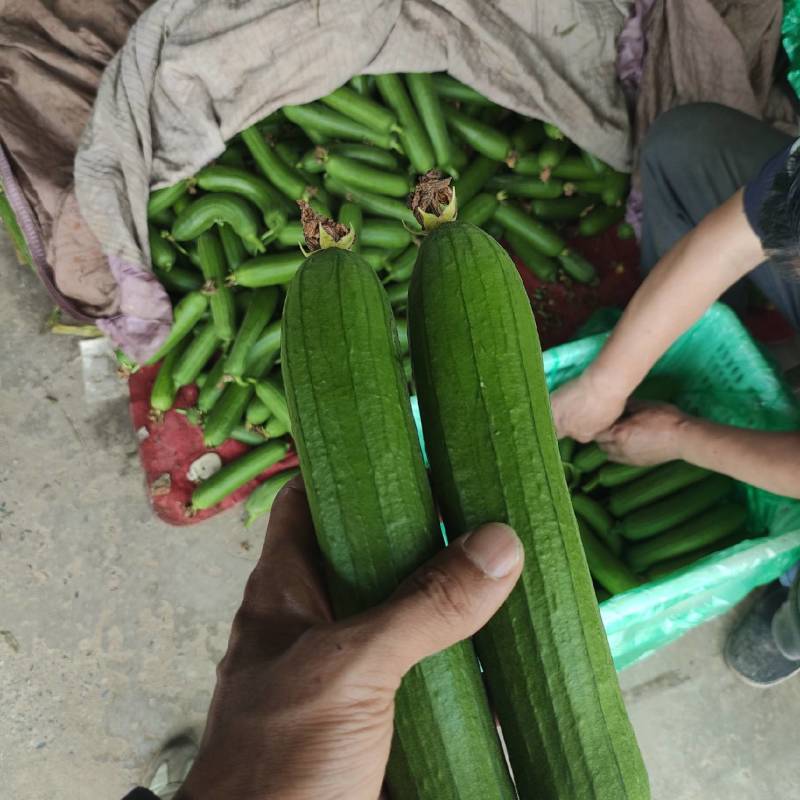 油皮丝瓜皮色碧绿油亮基地直供保证质量