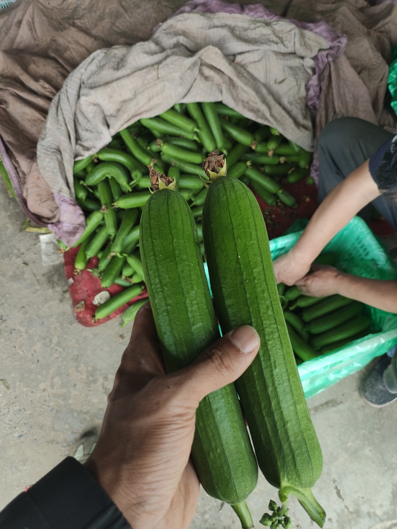 油皮丝瓜皮色碧绿油亮基地直供保证质量