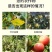 强力生根膨果含氨基酸水溶肥河北源沃厂家直销肥料