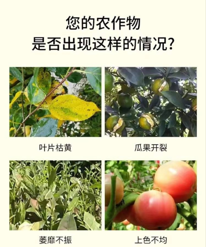 强力生根膨果含氨基酸水溶肥河北源沃厂家直销肥料