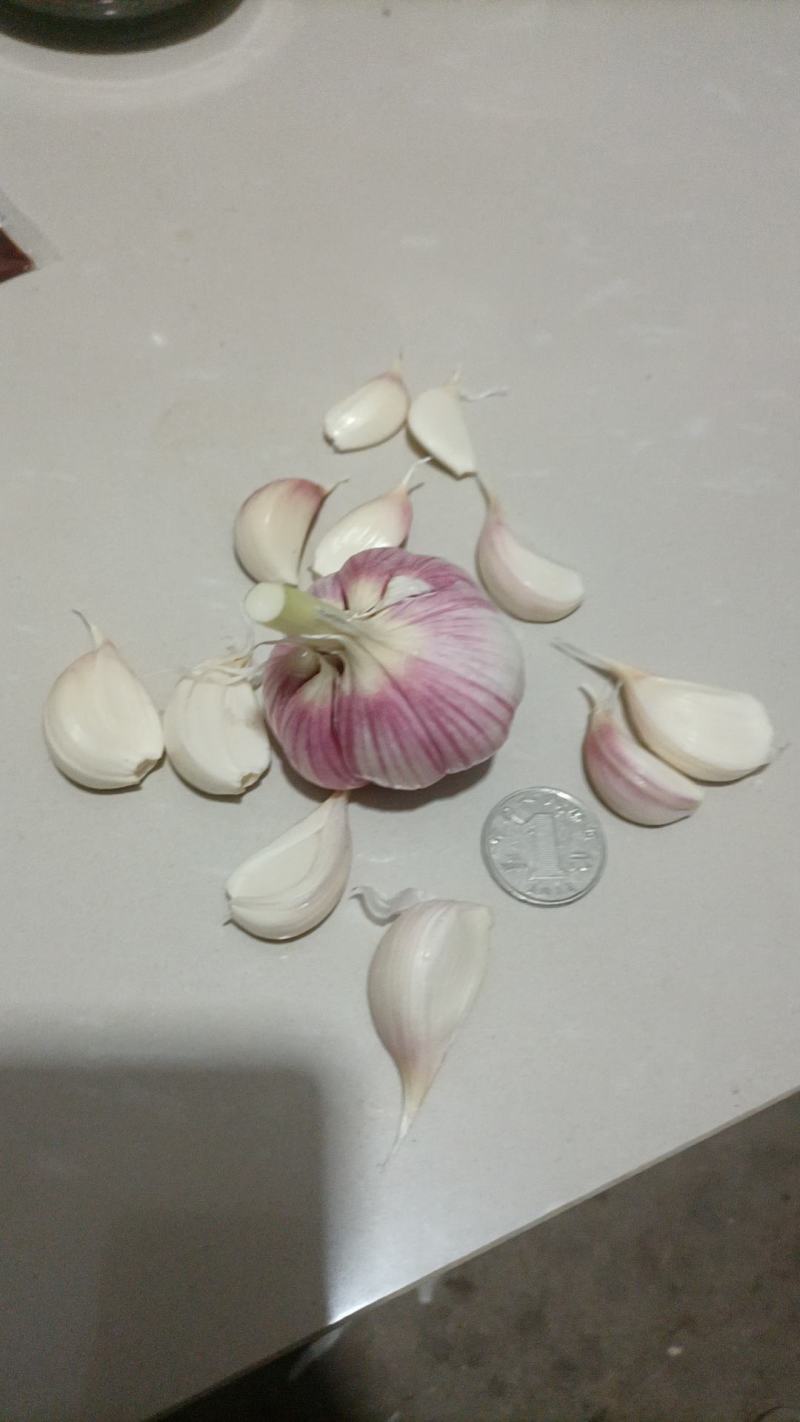 蒜苗种用干蒜头，蒜油蒜干加工，家庭必备调味香辣暴捧