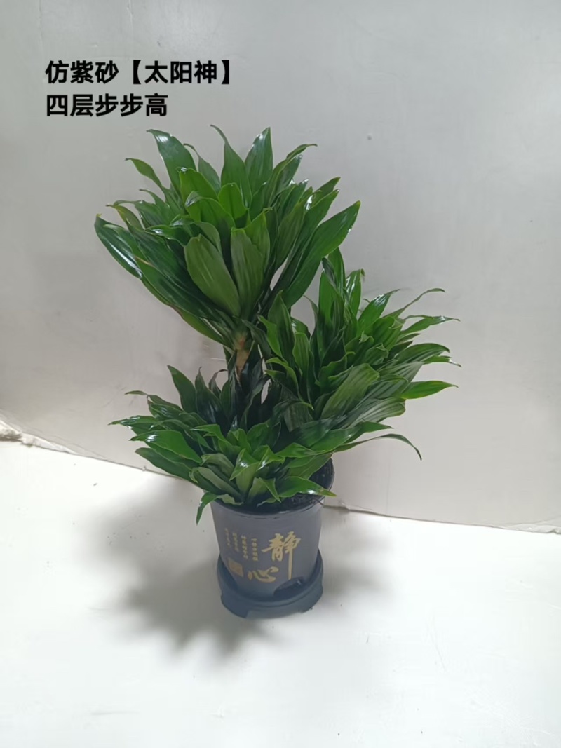 广州基地批发太阳神水培土培