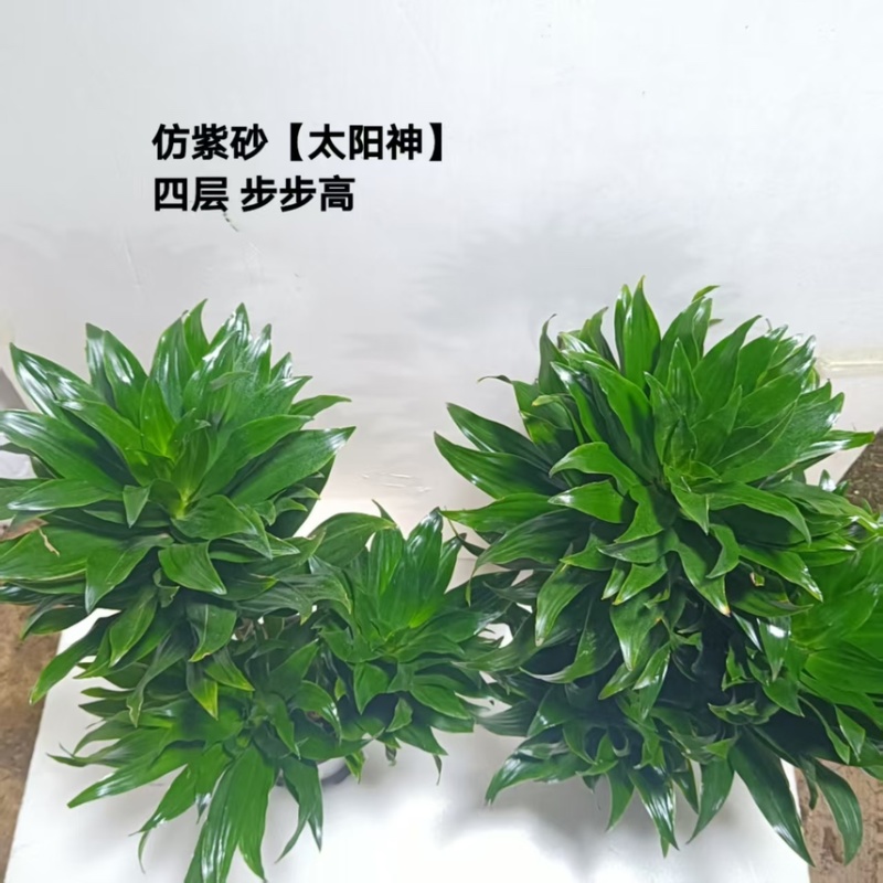 广州基地批发太阳神水培土培