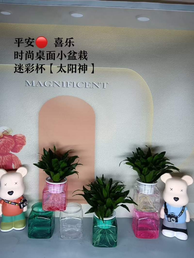 广州基地批发太阳神水培土培