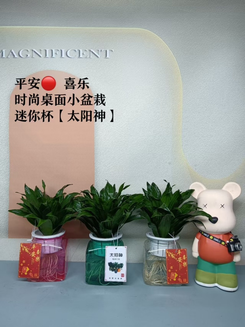 广州基地批发太阳神水培土培