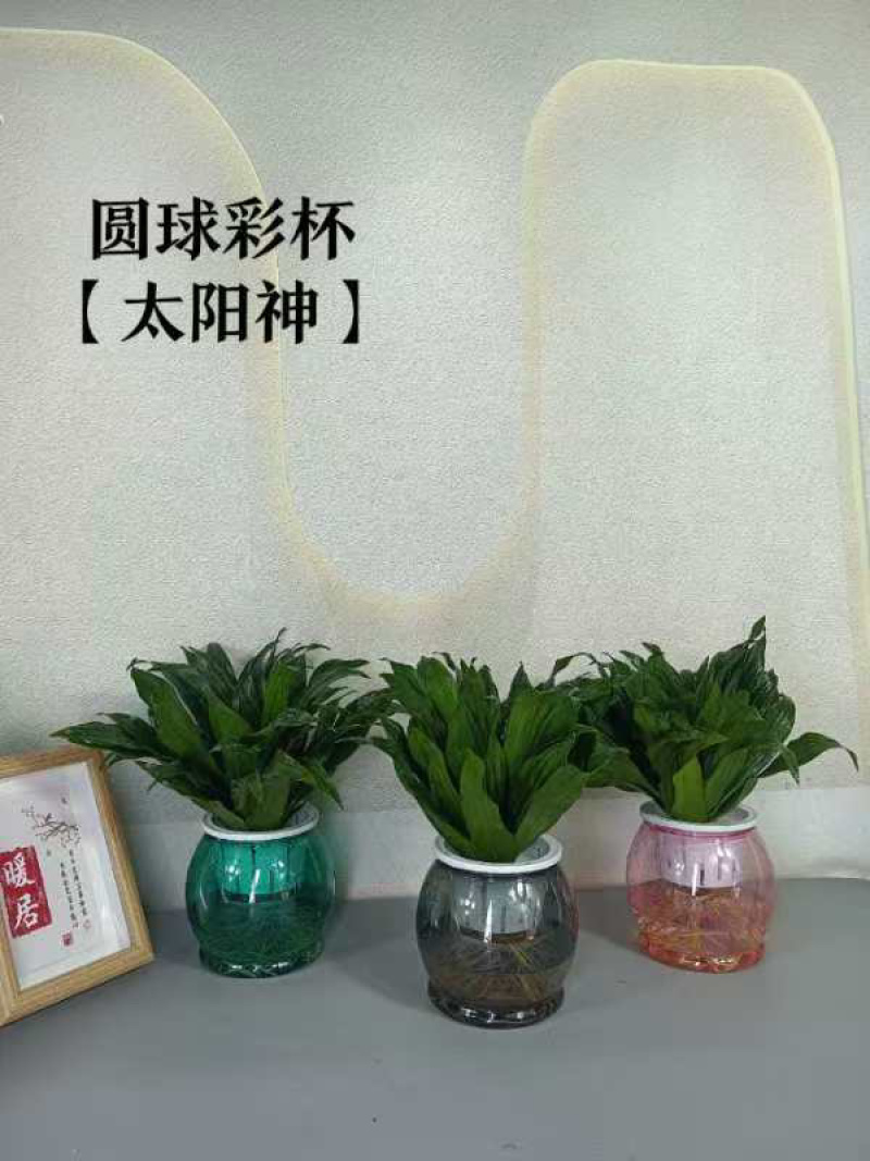 广州基地批发太阳神水培土培