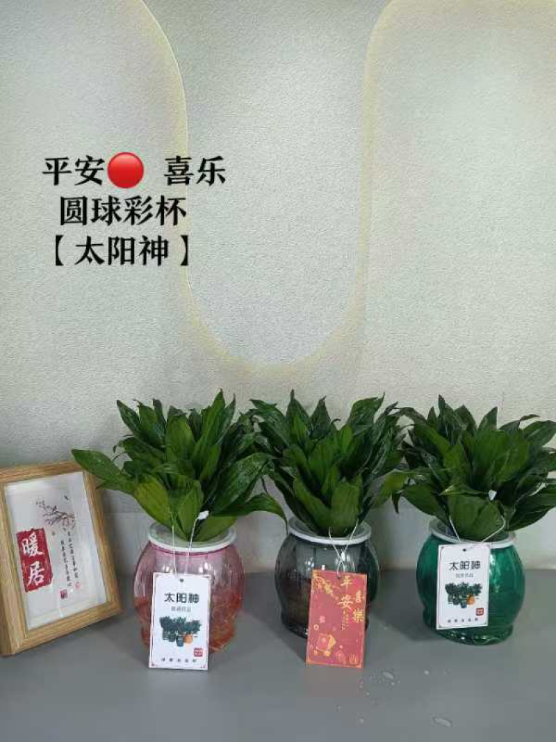 广州基地批发太阳神水培土培