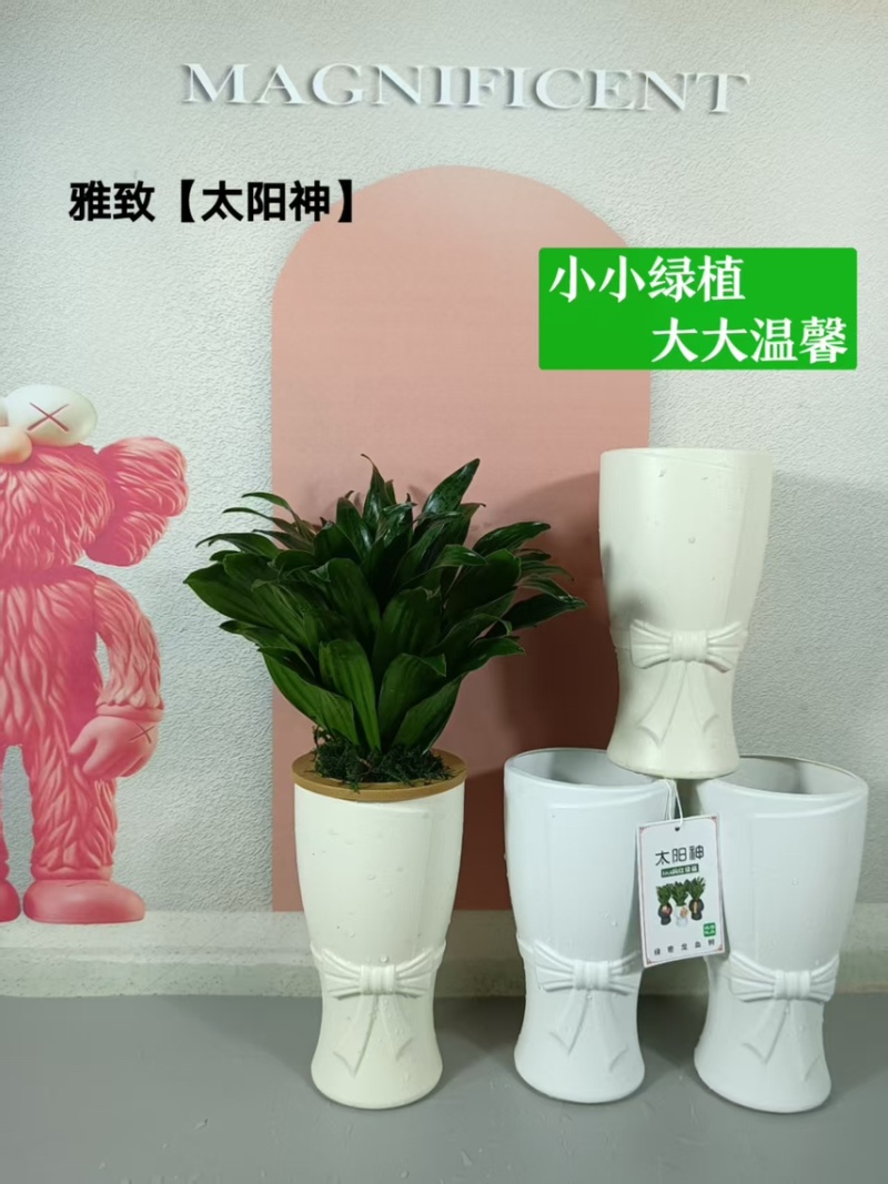 广州基地批发太阳神水培土培