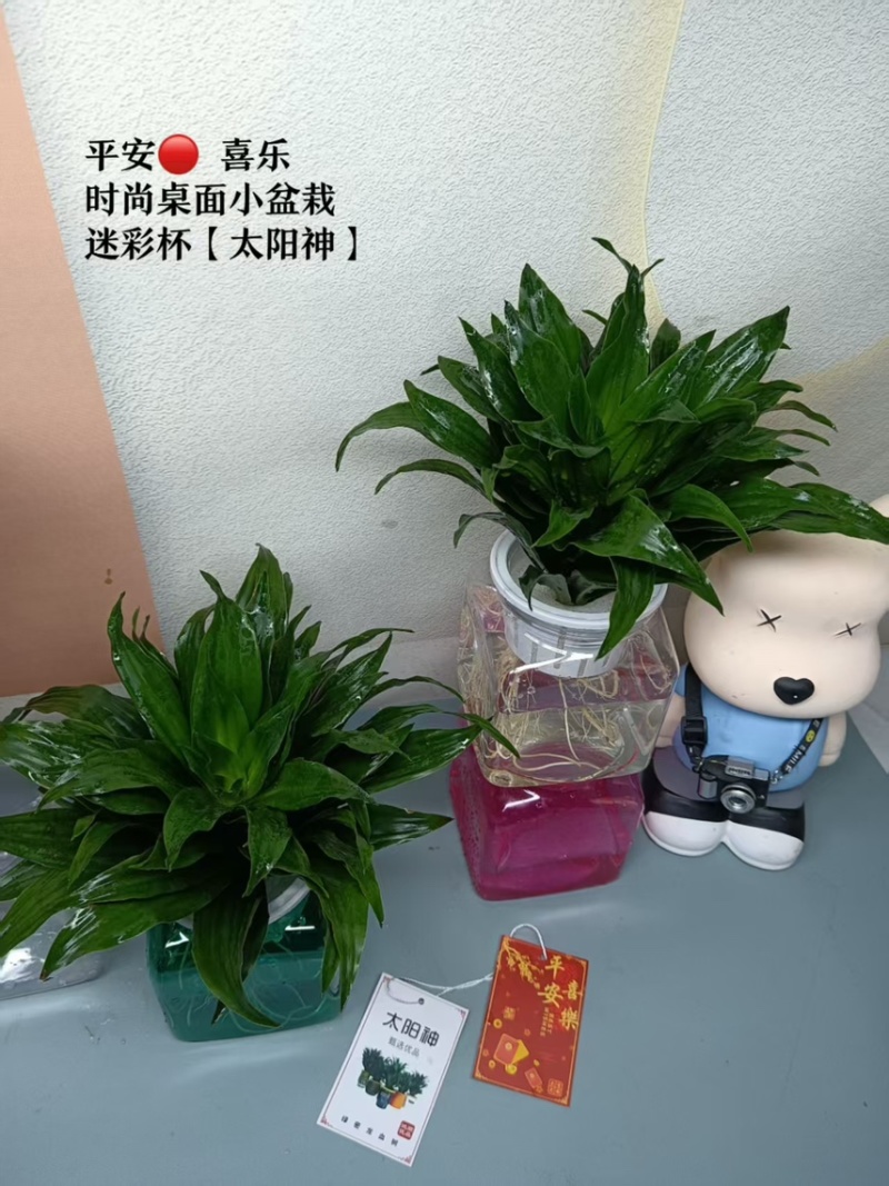 广州基地批发太阳神水培土培