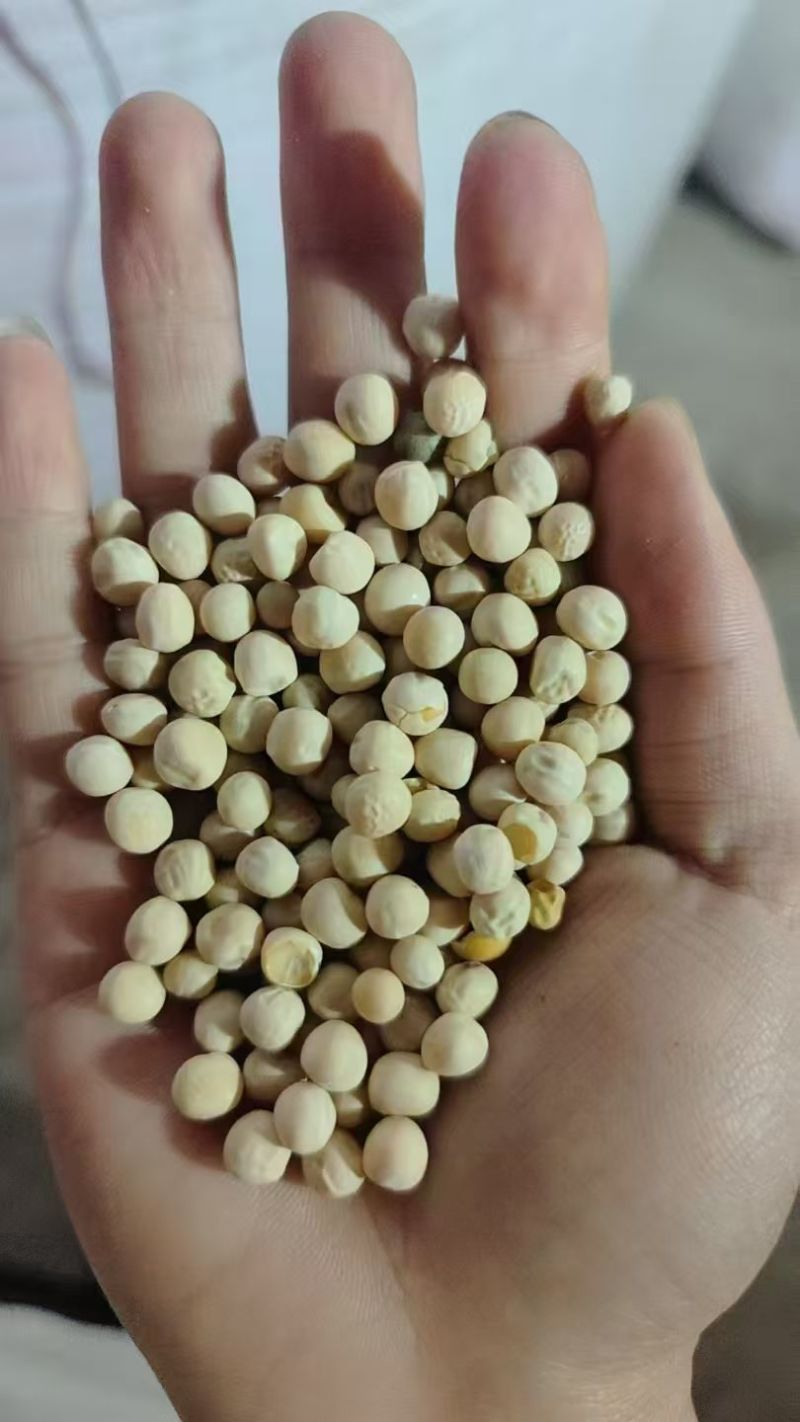 白豌豆