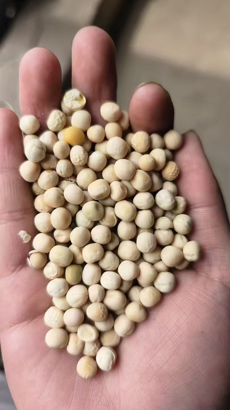 白豌豆