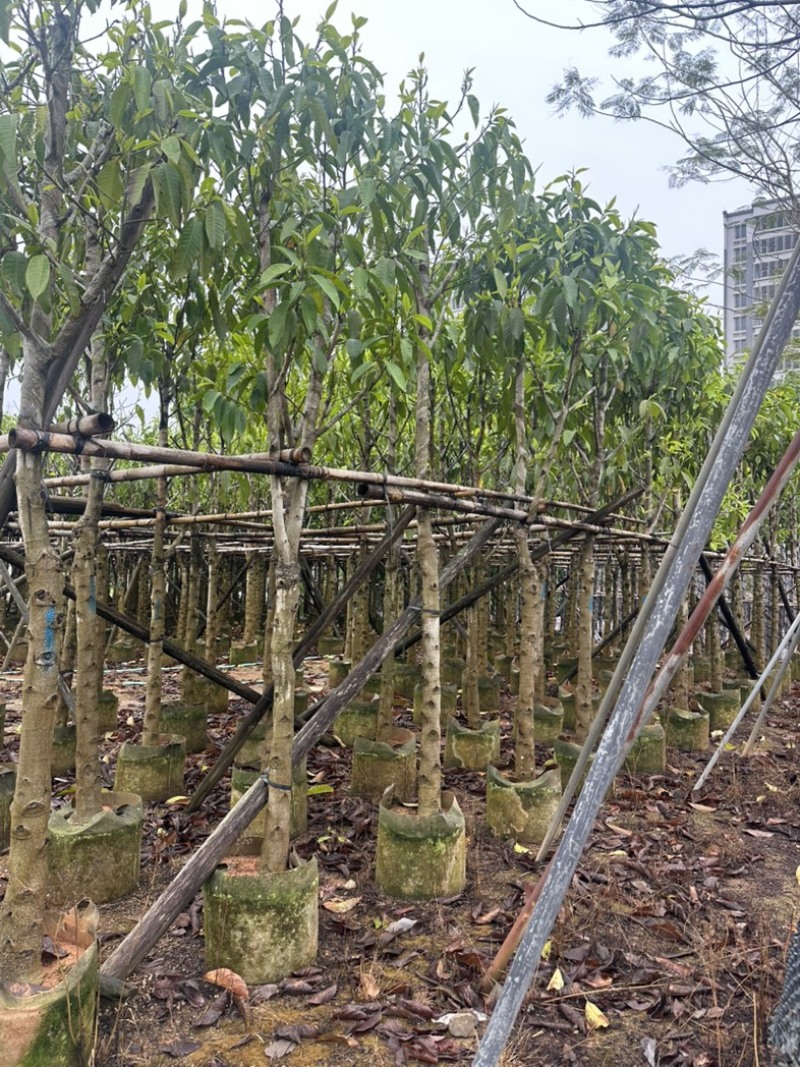 大量供应各规格白玉兰