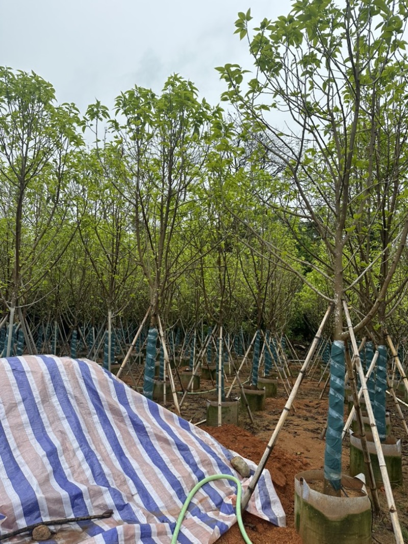大量供应各规格白玉兰