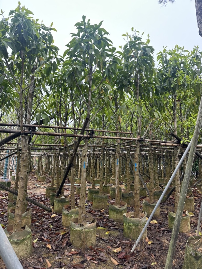 大量供应各规格白玉兰