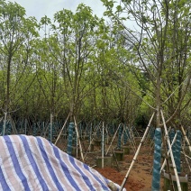 大量供应各规格白玉兰