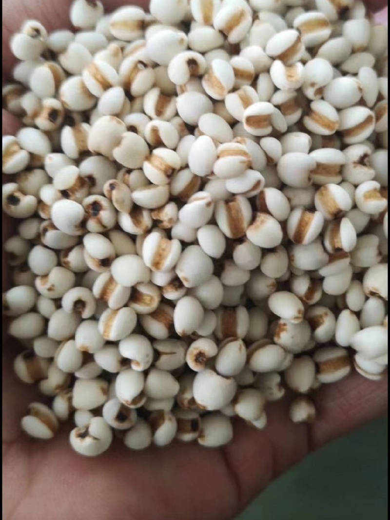 生薏仁，薏仁米，大小颗粒薏仁米，比重过筛