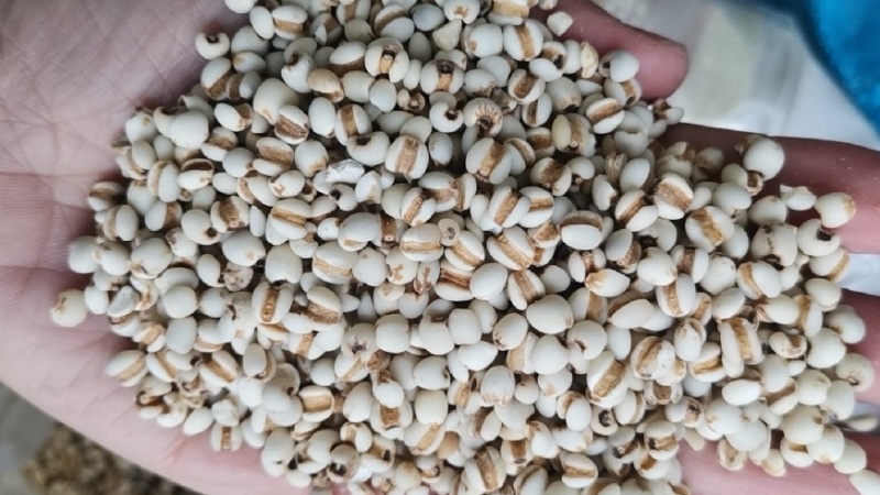 生薏仁，薏仁米，大小颗粒薏仁米，比重过筛