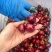 美早樱桃陕西樱桃红灯布搂克子俄罗斯8号大量有货
