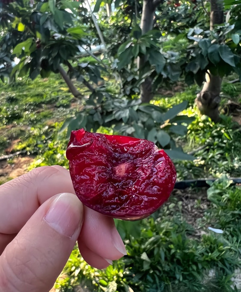美早樱桃陕西樱桃红灯布搂克子俄罗斯8号大量有货