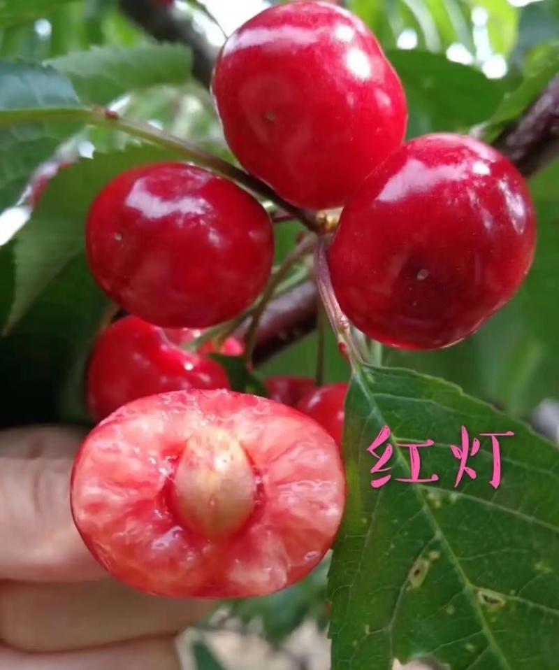 红灯樱桃陕西樱桃大量供应基地直发欢迎来电咨询