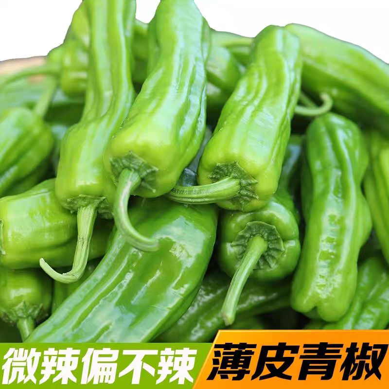 安徽辣椒螺丝椒产地直发货源充足可视频看货欢迎致电