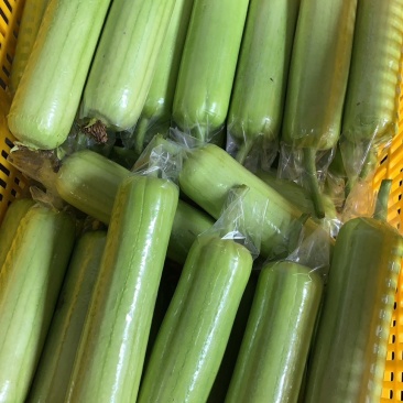 湖南本地白玉丝瓜大量上市中，精品，精品