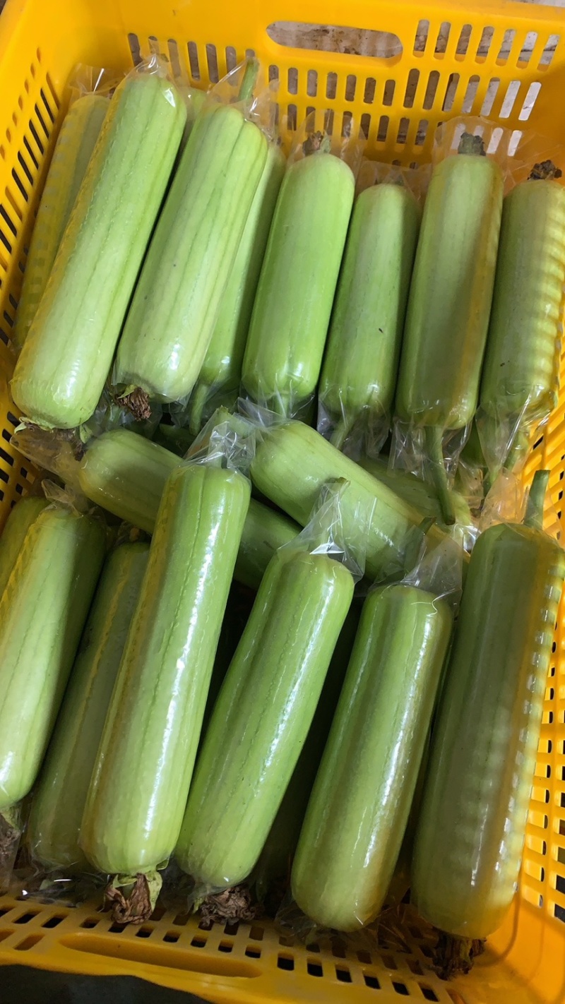 湖南本地白玉丝瓜大量上市中，精品，精品