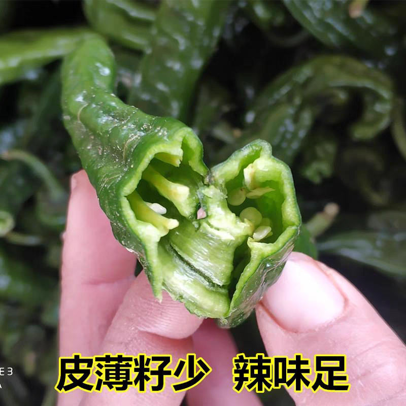 安徽辣椒螺丝椒产地直发货源充足可视频看货欢迎致电