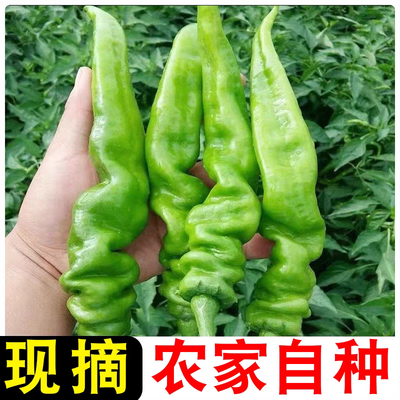 安徽螺丝椒货源充足产地直发对接商超电商批发商