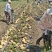 黄心土豆基地直发货源充足质量保障诚信为本欢迎来电