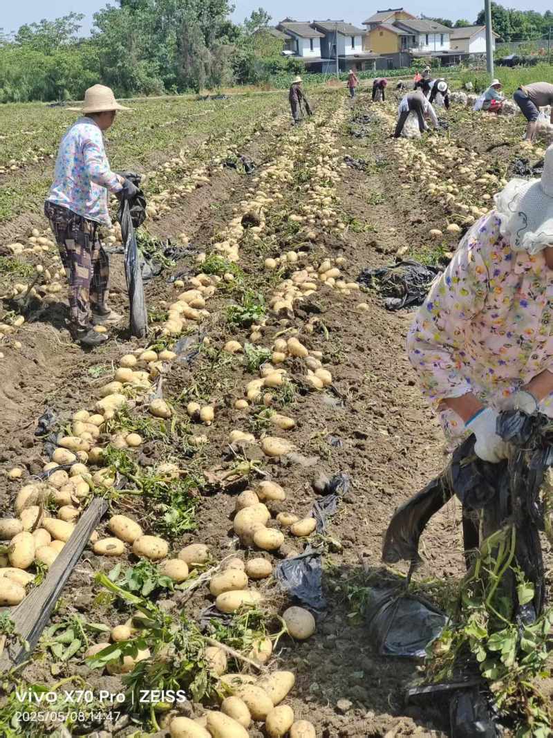 黄心土豆基地直发货源充足质量保障诚信为本欢迎来电
