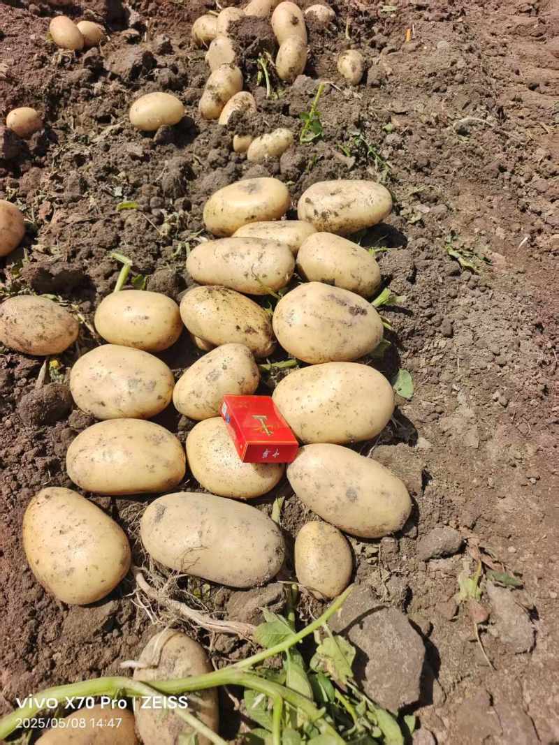 黄心土豆基地直发货源充足质量保障诚信为本欢迎来电