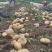 黄心土豆基地直发货源充足质量保障诚信为本欢迎来电